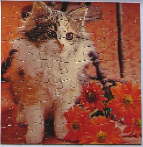 A fluffy long-haired kitten posing next to bright orange flowers against a warm, soft-focus background.