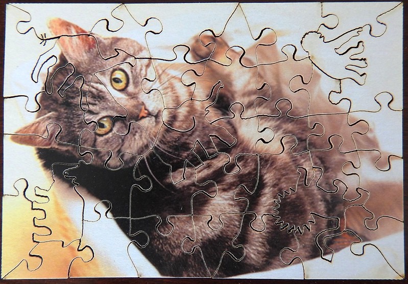 A close-up photograph of a fluffy tabby cat looking directly at the viewer.