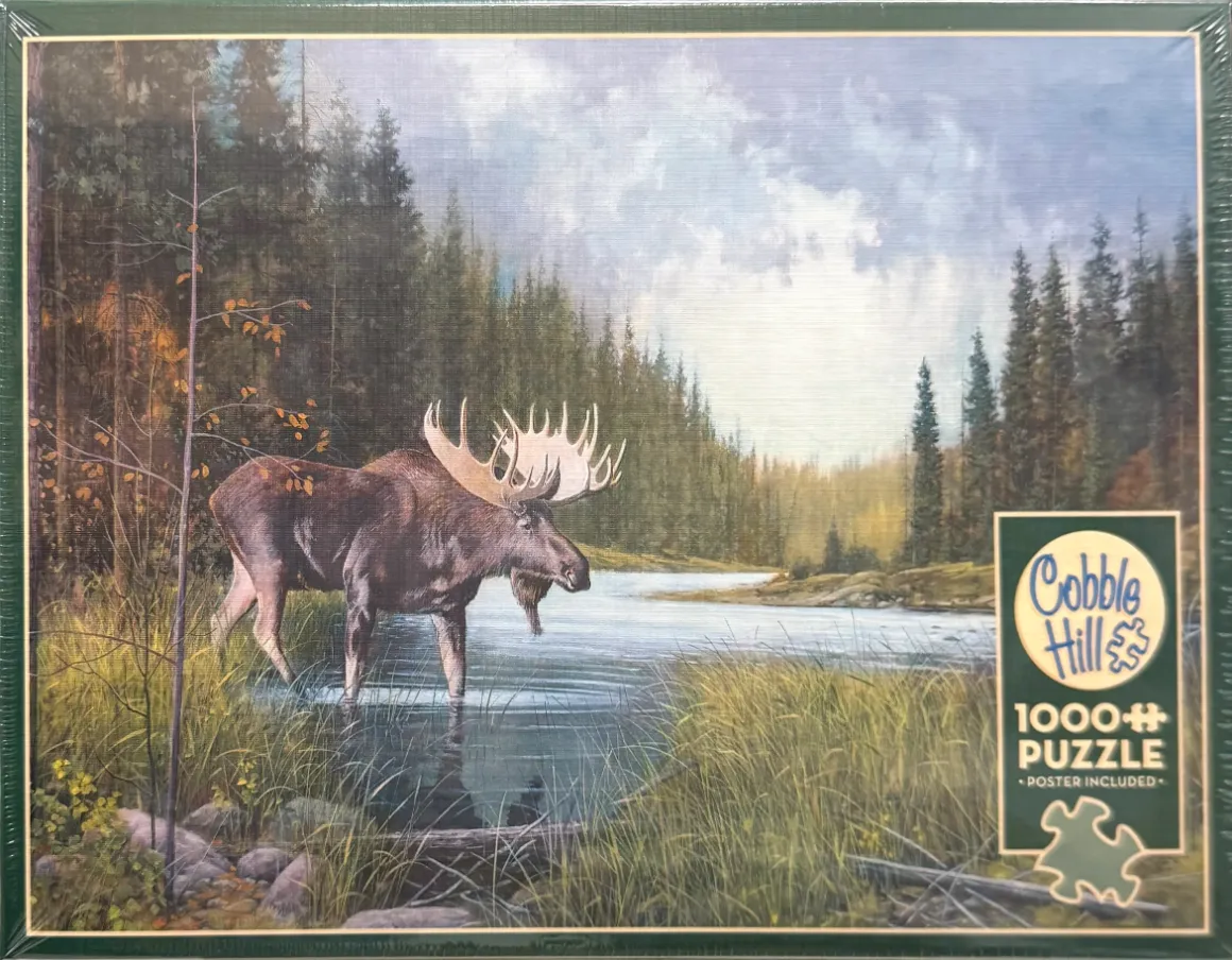 A bull moose standing in a serene, marshy pond surrounded by a dense evergreen forest.
