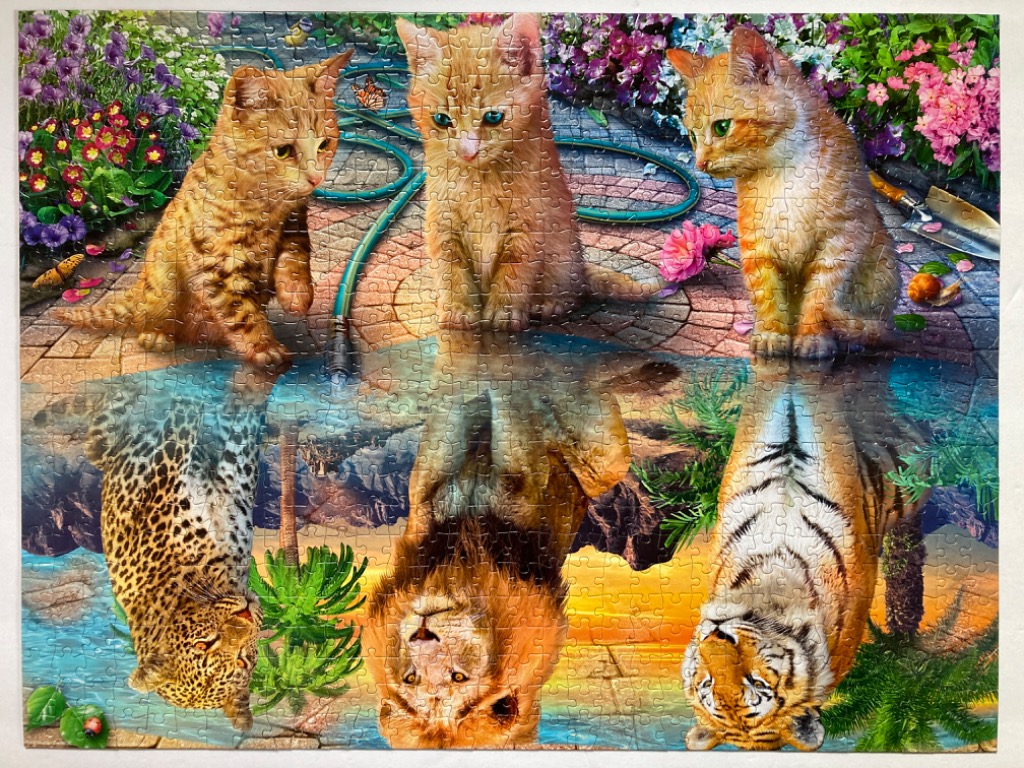 Three ginger kittens sitting on a patio, with their reflections in a pool appearing as a leopard, a lion, and a tiger.