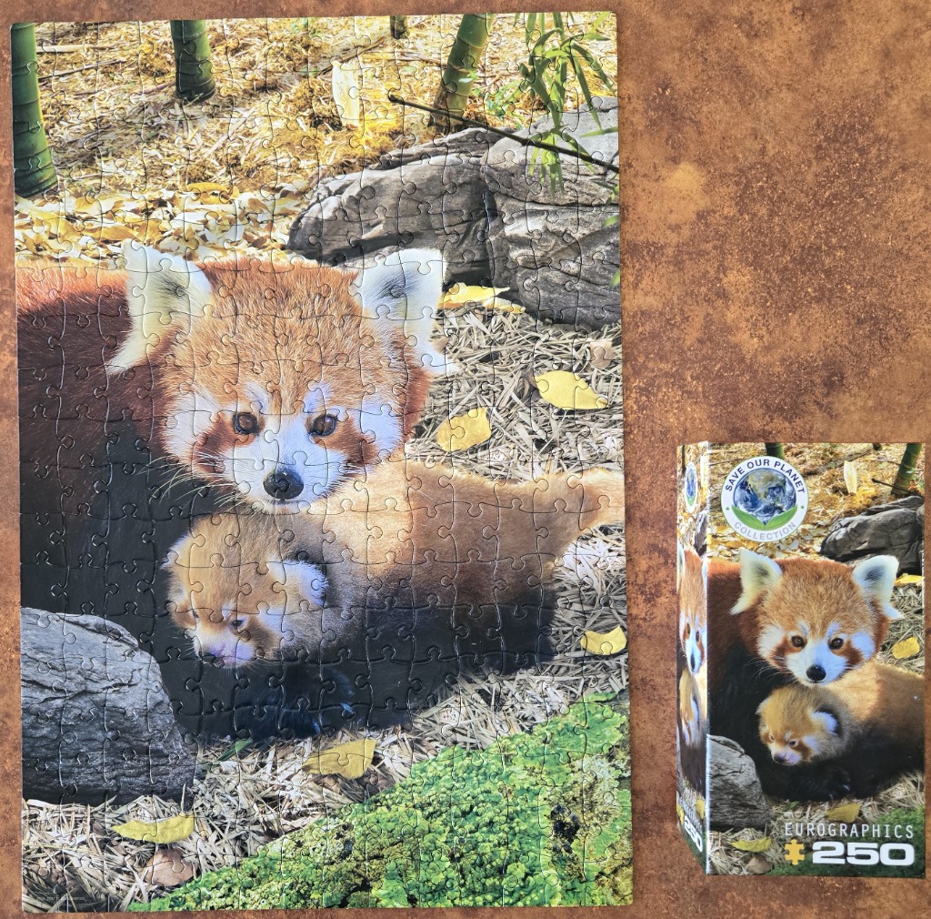 Red Panda