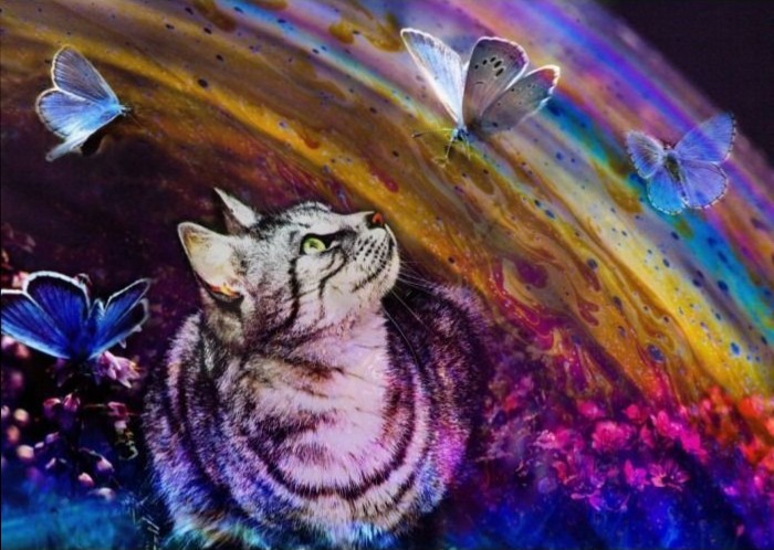 A tabby cat looks up at several iridescent butterflies swirling around a soap bubble-like rainbow arc.