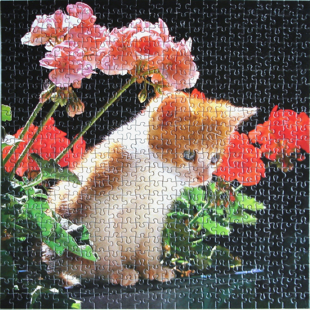 A fluffy ginger and white kitten sitting among vibrant pink and red geranium flowers against a black background.