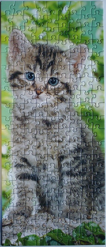 A close-up portrait of a fluffy tabby kitten with large blue eyes sitting against a blurred green leafy background.
