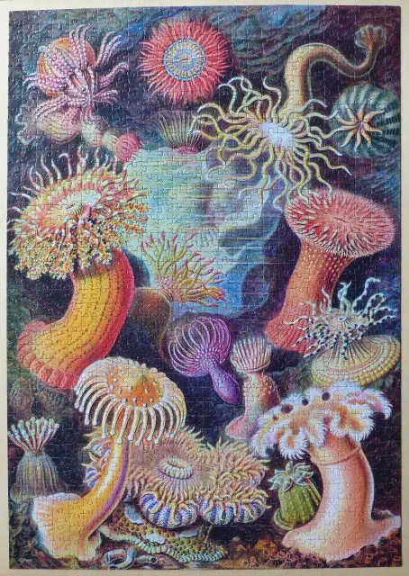 A vintage-style illustration of colorful sea anemones in deep ocean waters.