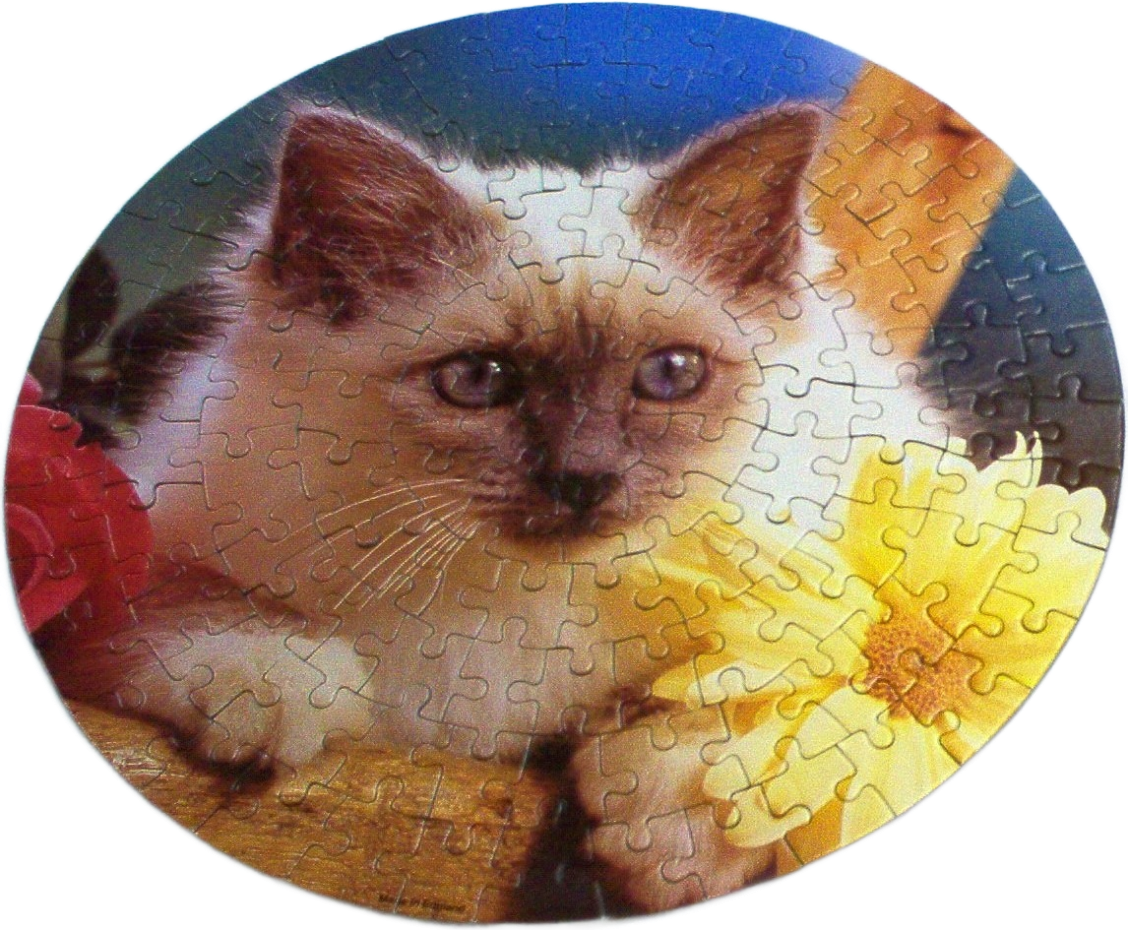 A circular portrait of a fluffy Siamese kitten surrounded by bright flowers.