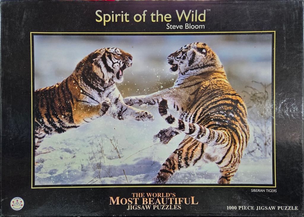 Two Siberian tigers playing or fighting in the snow