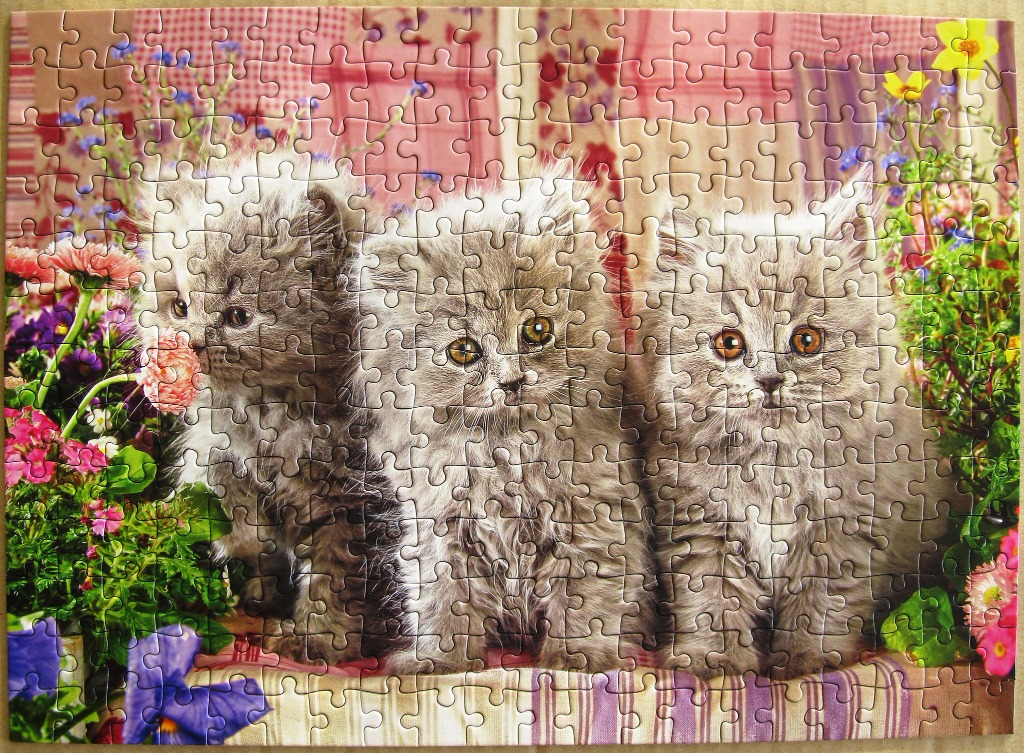 Three fluffy grey kittens sitting among vibrant flowers against a plaid background.