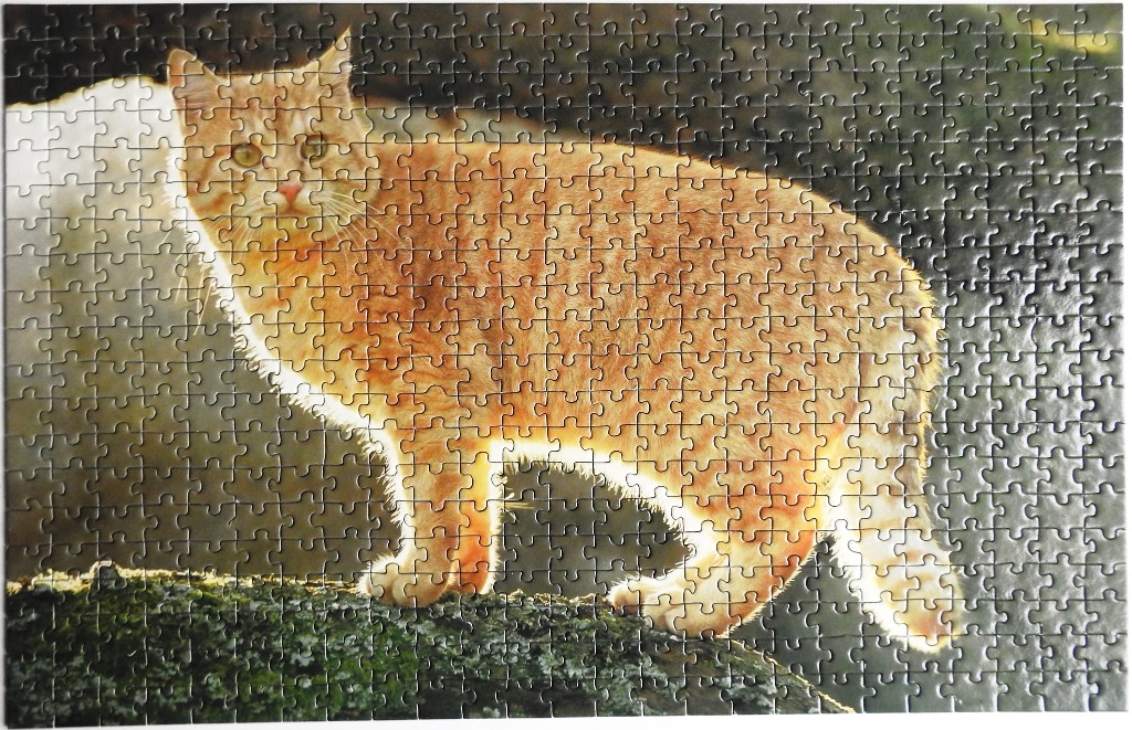 An orange tabby cat standing on a mossy branch against a dark, moody background.