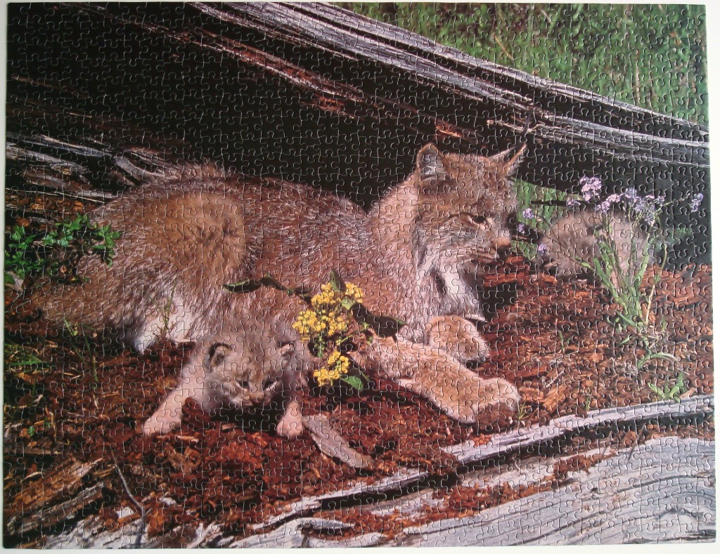 A Canadian lynx mother resting with her cub in a woodland setting near fallen logs.