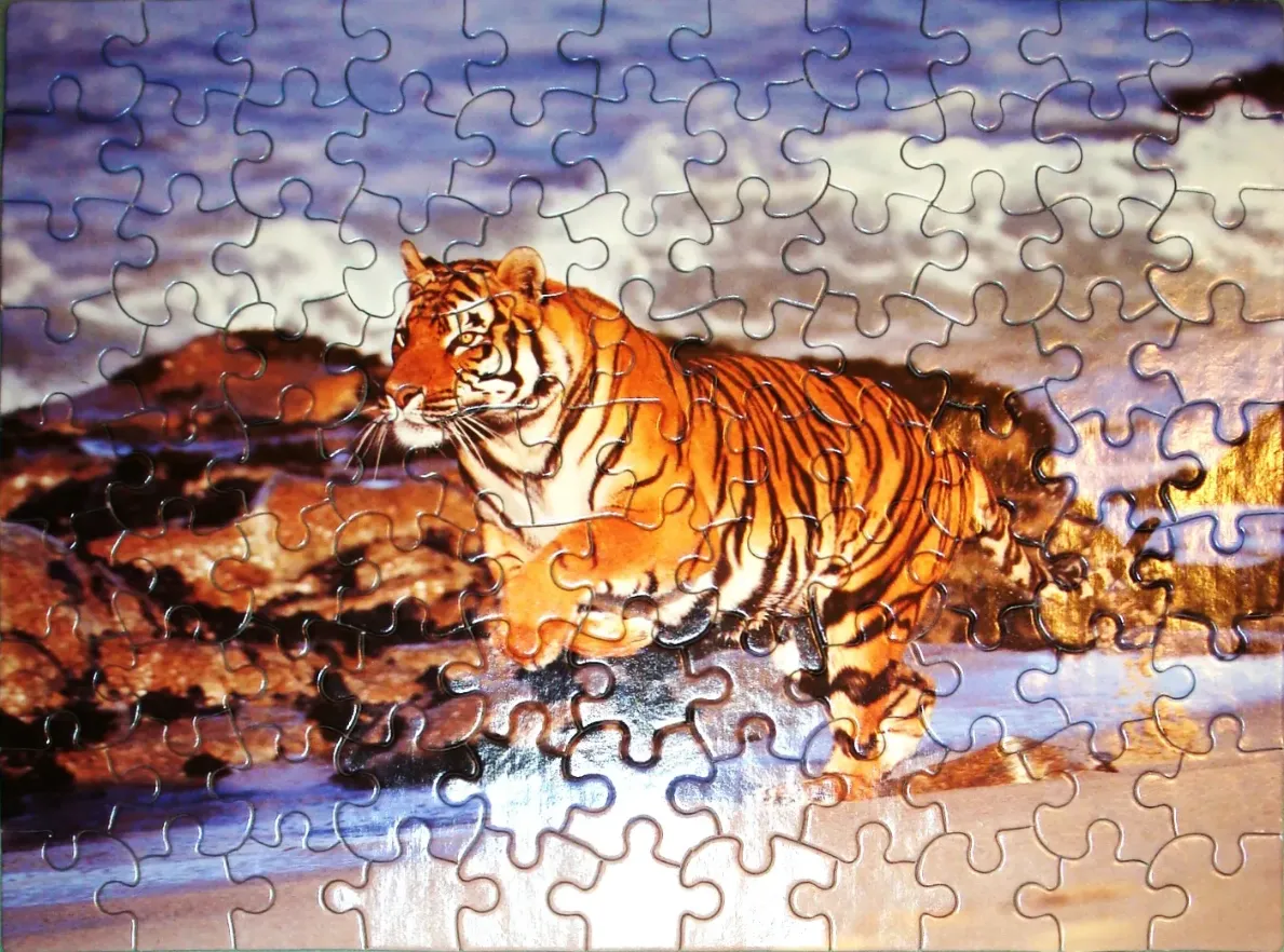 A tiger walking along a rocky, surf-swept shoreline.