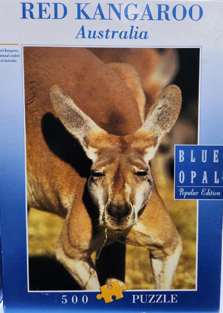 Close-up portrait of a Red Kangaroo looking forward with grass in its mouth.