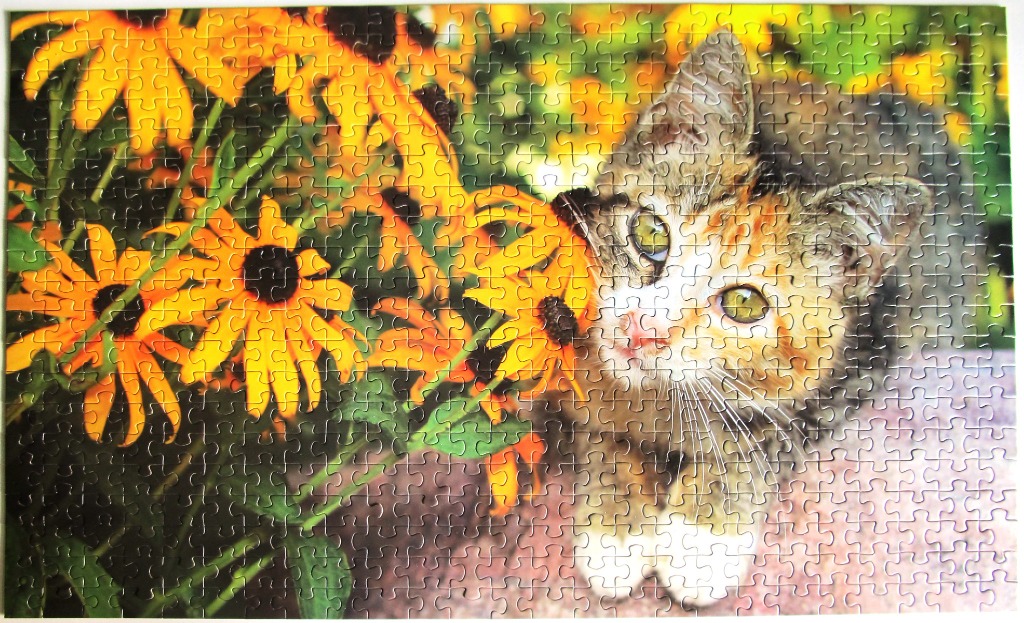 A close-up photograph of a tabby kitten with white paws sitting next to vibrant yellow flowers.