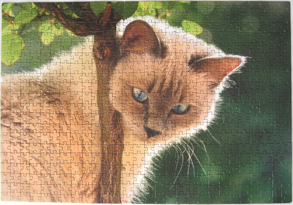 Close-up portrait of a fluffy cream-coloured cat with blue eyes peering from behind a tree trunk.
