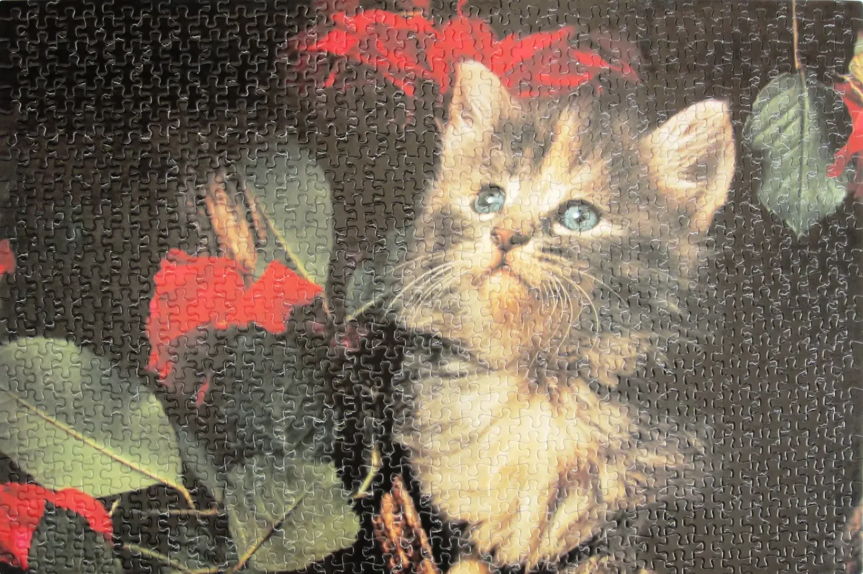 A fluffy, long-haired tabby kitten with blue eyes looking upward, surrounded by vibrant red hibiscus flowers.