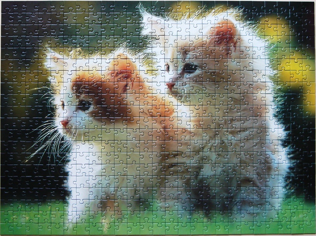Two fluffy, long-haired kittens in profile standing outdoors in soft natural light.