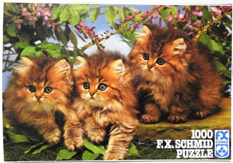 Three fluffy brown kittens sitting together outdoors