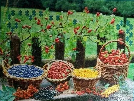 Four wicker baskets filled with colorful berries arranged in front of a rustic wooden fence and lush green meadow.