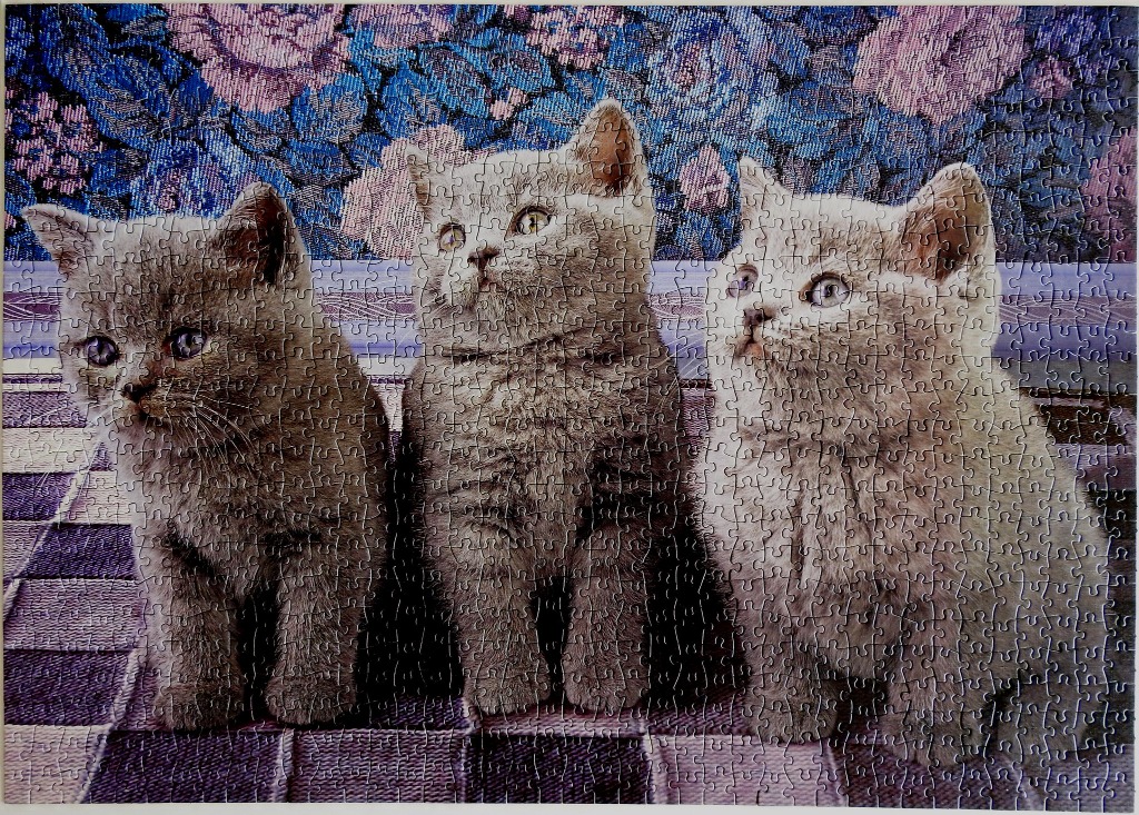 Three fluffy kittens sitting in a row against a floral backdrop.