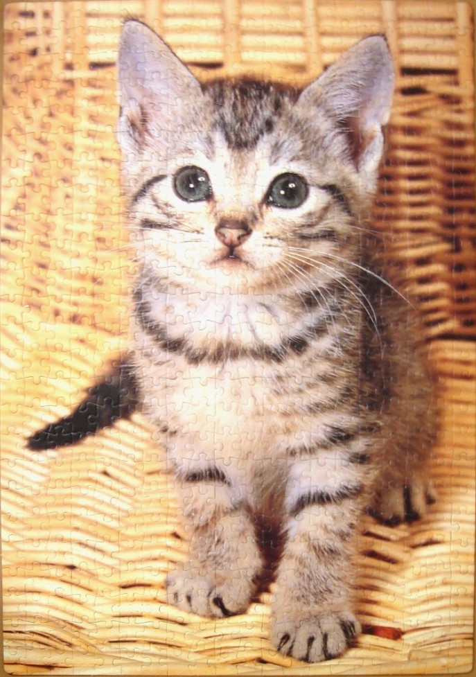 A close-up photograph of a small grey tabby kitten sitting on a woven wicker surface.