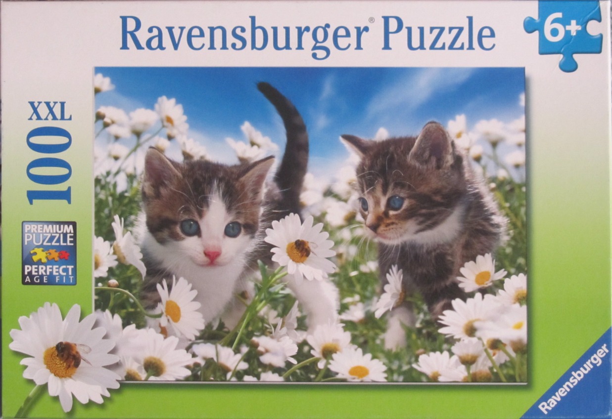 Two tabby kittens playing in a field of white daisy flowers under a bright blue sky.
