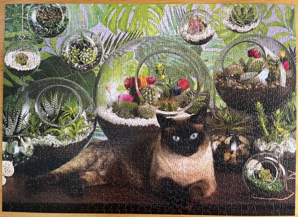 A Siamese cat sits amidst several hanging and tabletop glass terrariums filled with succulents and cacti.