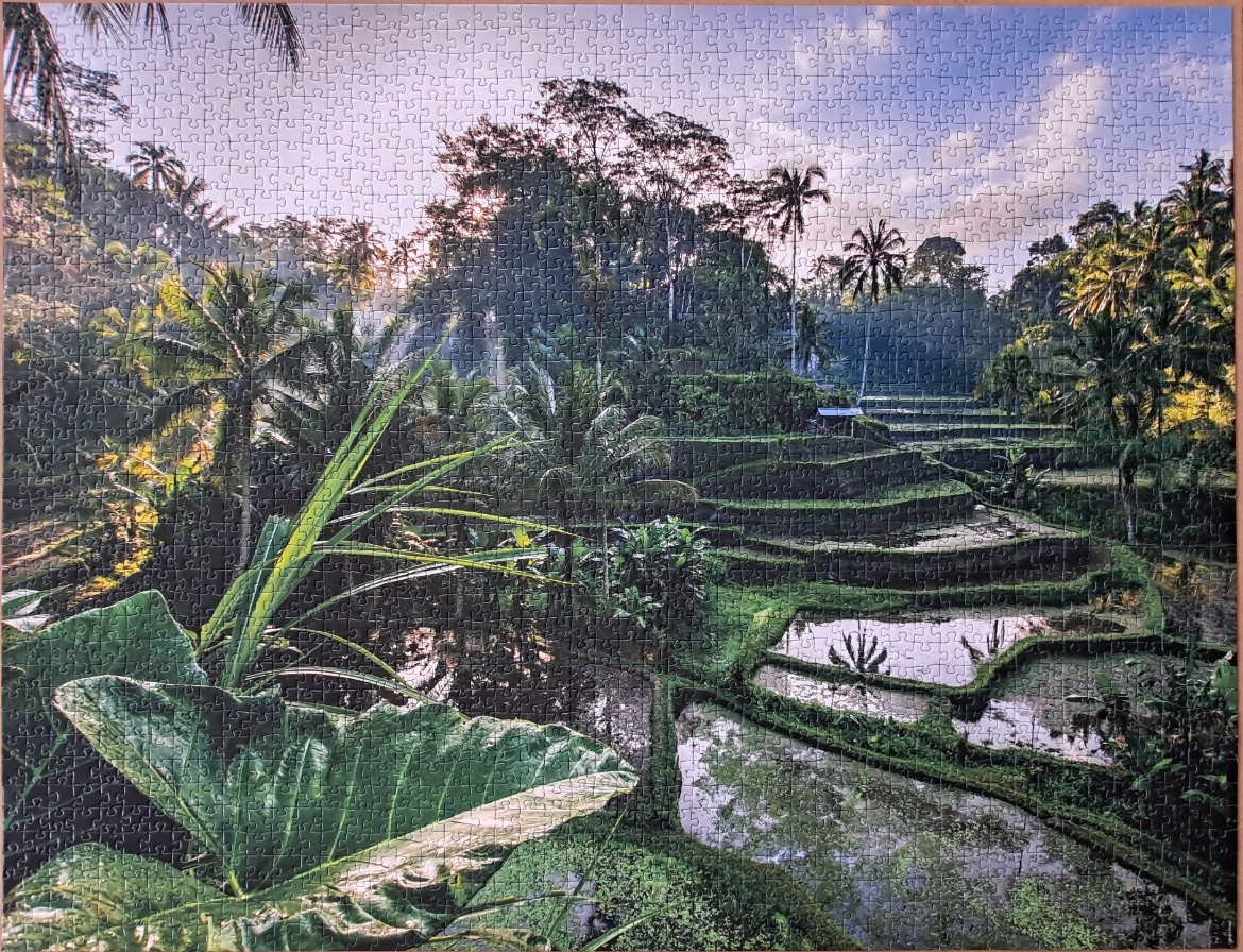A lush Balinese rice terrace at dawn with tropical foliage in the foreground.
