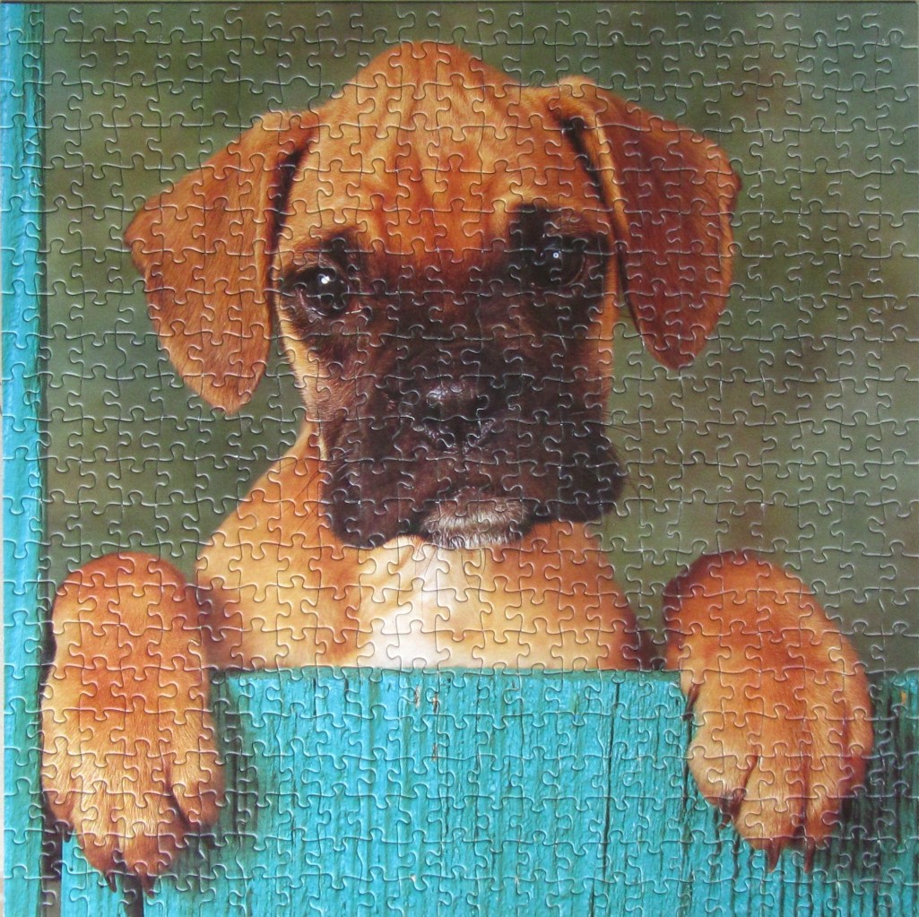 A young Boxer puppy resting its paws on a bright teal wooden fence, looking directly forward.
