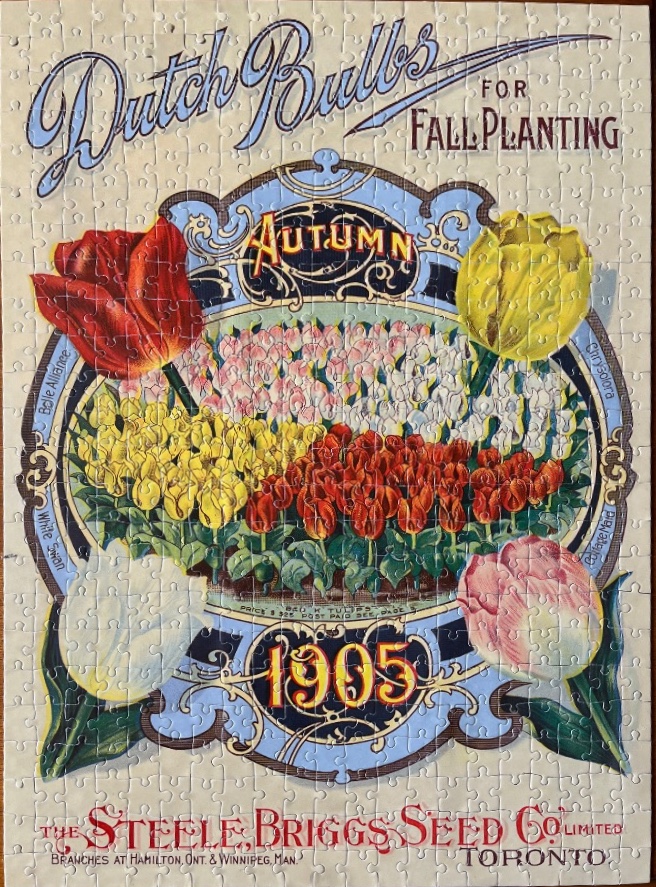 Vintage botanical advertisement poster from 1905 for Dutch bulbs featuring colorful tulips