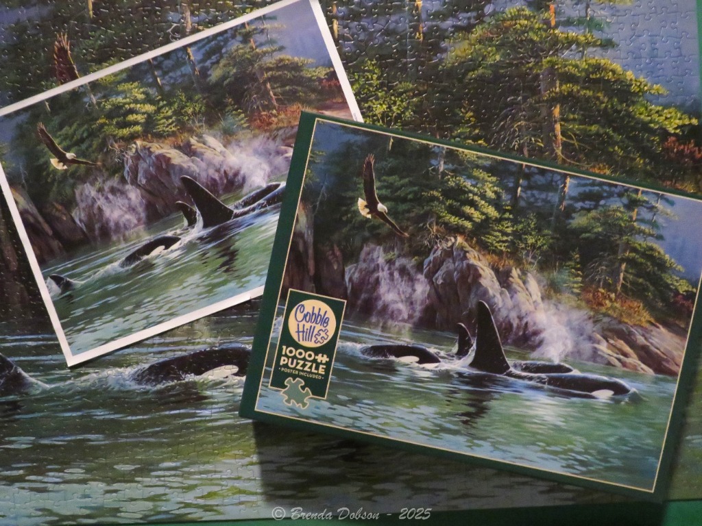 A bald eagle flies over a pod of orcas swimming in a coastal inlet near a rocky, forested shoreline.