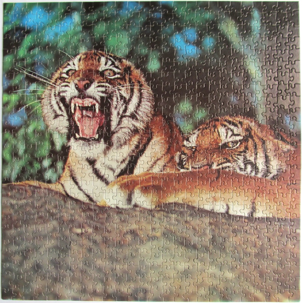 Two tigers resting in a forest, one growling with its mouth wide open.