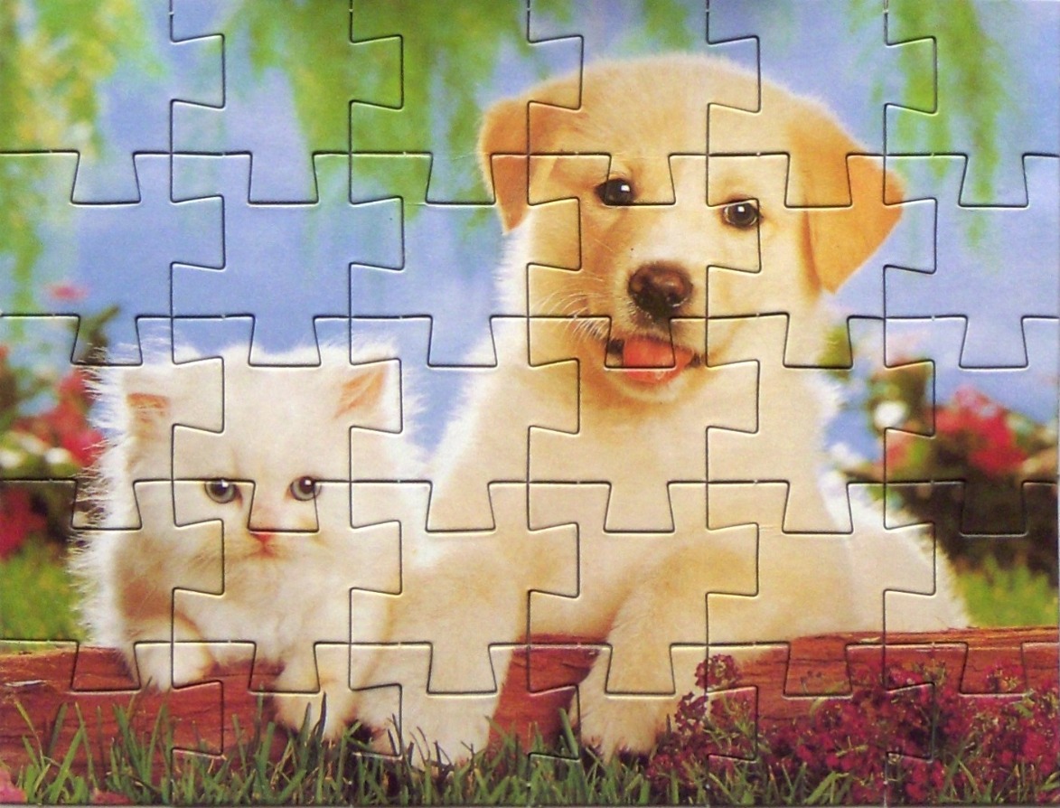 A fluffy white kitten and a golden puppy sitting together outdoors.
