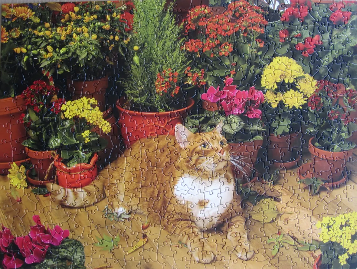 An orange tabby cat sitting on a wooden floor surrounded by potted plants with colourful flowers.