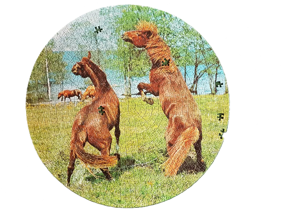 Two brown horses rearing up and playing in a sunny green meadow.