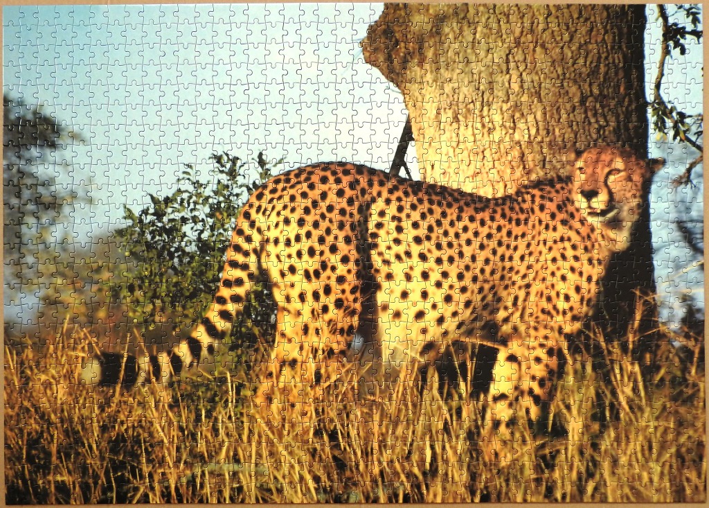 A cheetah standing in tall, dry grass beside a large tree trunk under bright sunlight.