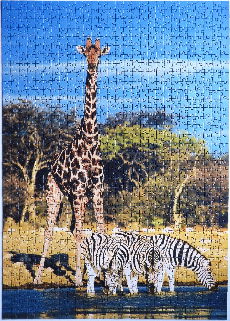 A giraffe standing behind two zebras drinking water at a pond.
