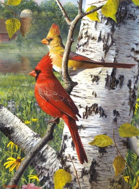 A male and female cardinal perched on a birch tree in a sunny meadow
