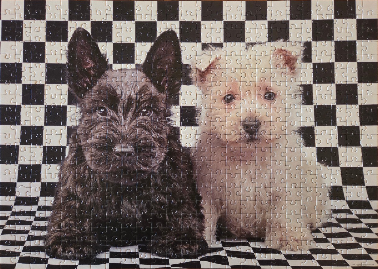 A black Scottish Terrier and a white West Highland White Terrier sitting side-by-side against a checkered background.
