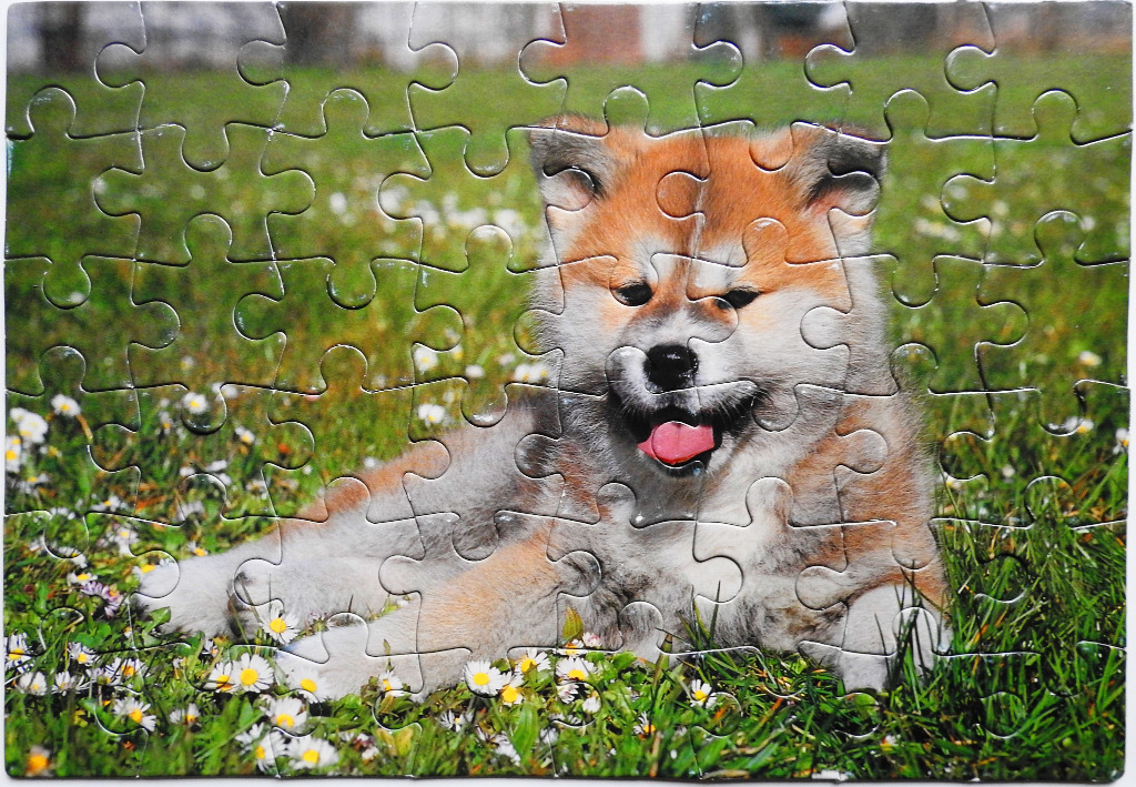 A fluffy Akita puppy lying in a grassy field filled with small white daisies.