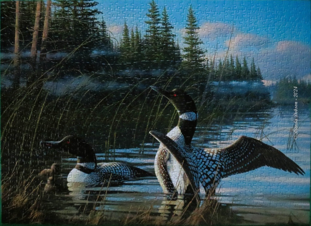 Two common loons on a calm, misty lake near a pine forest at sunrise.