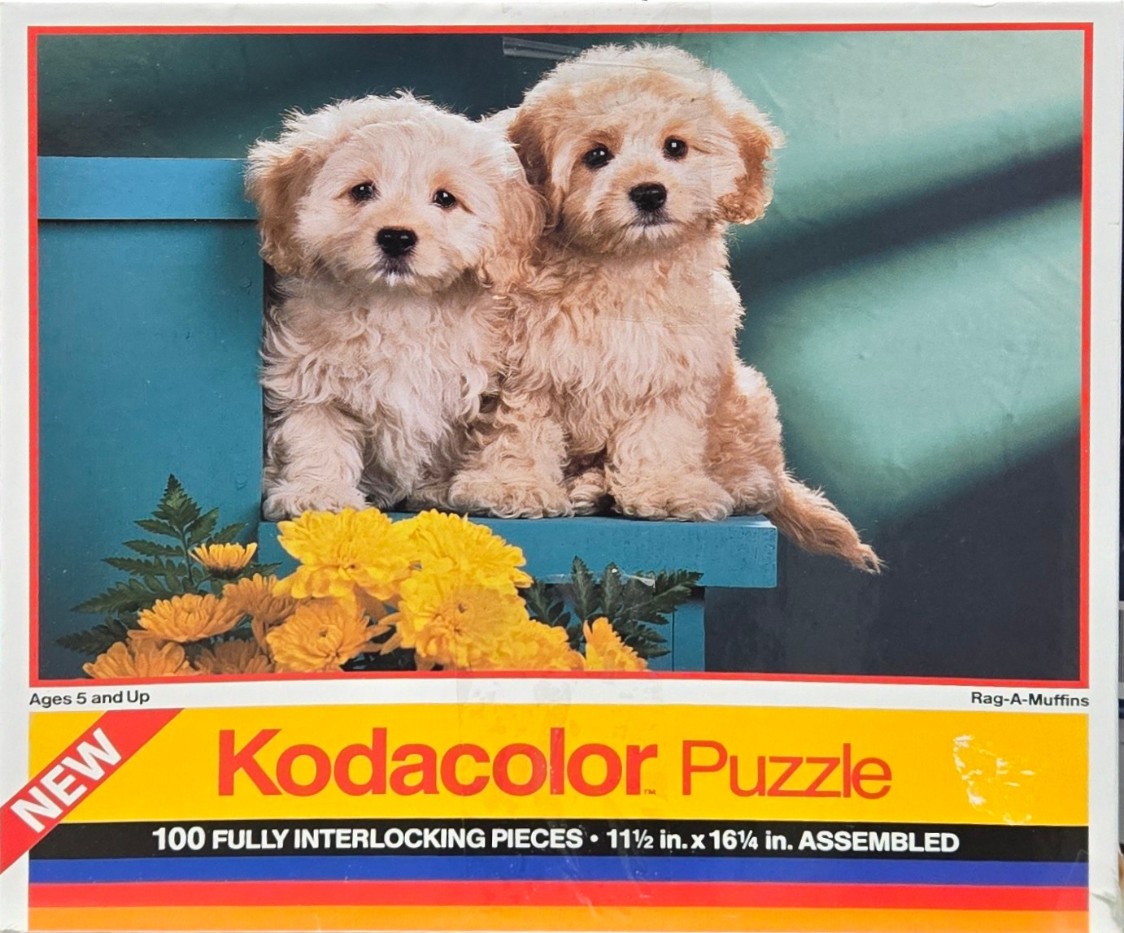 Two fluffy golden-cream puppies sitting on a blue ledge next to bright yellow flowers.