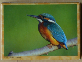 A common kingfisher bird with bright blue wings and orange underparts perched on a thin tree branch against a green back.
