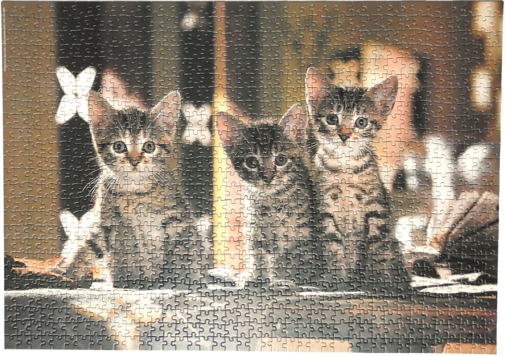 Three tabby kittens sitting in a row against a blurred indoor background.