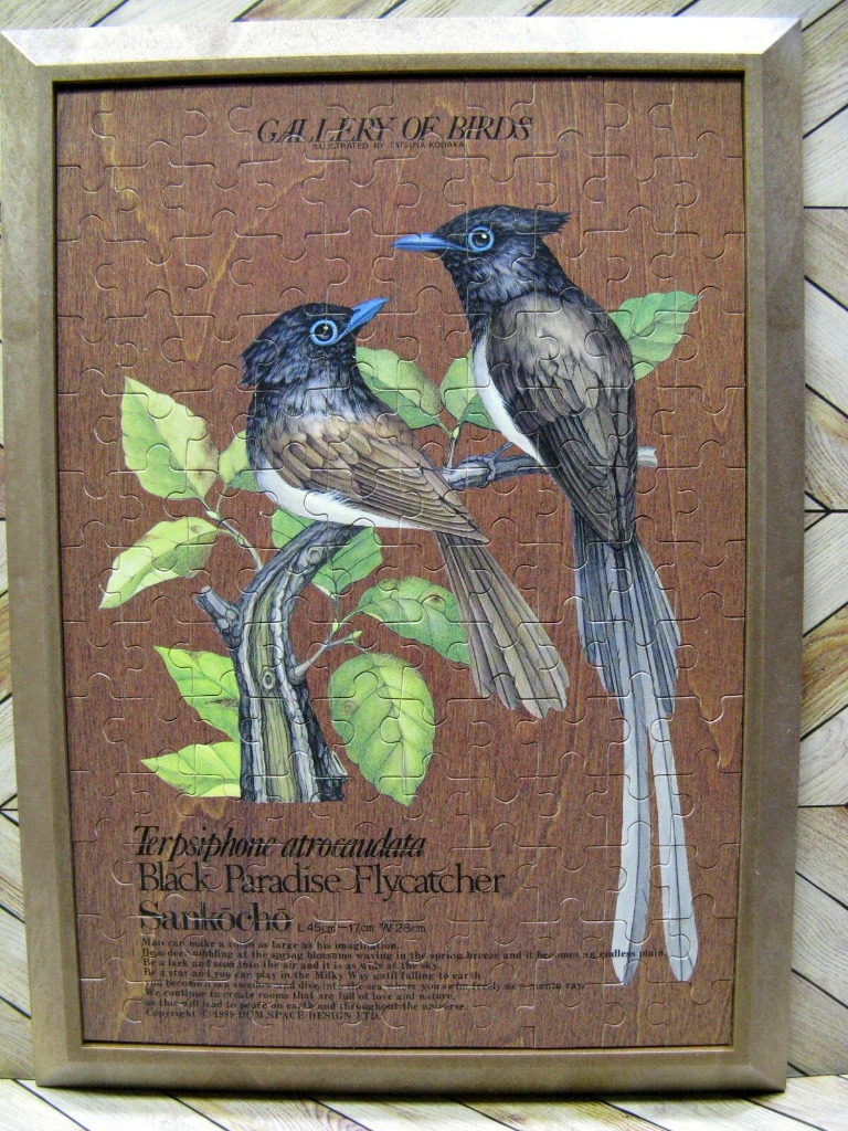 A detailed illustration of two Black Paradise Flycatchers perched on a branch against a woodgrain background.