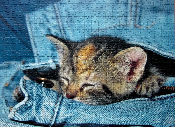 A small kitten sleeping inside the pocket of a pair of blue denim jeans.