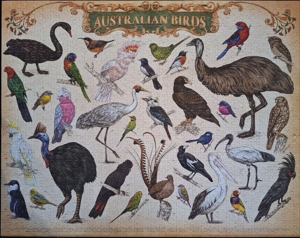 An illustrated educational poster of various Australian birds set against a parchment background.