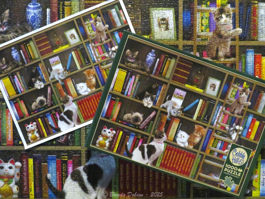 Two overlapping scenes of kittens exploring a multi-tiered library bookshelf filled with colorful books and figurines.