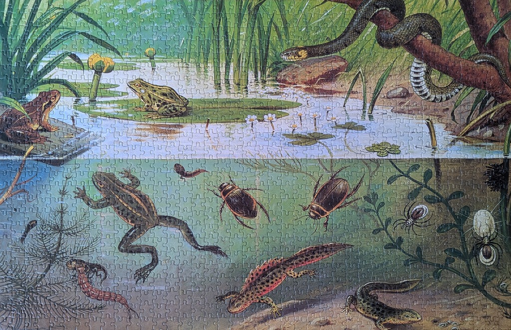 A split-view illustration of a pond, showing wildlife above and below the water surface.
