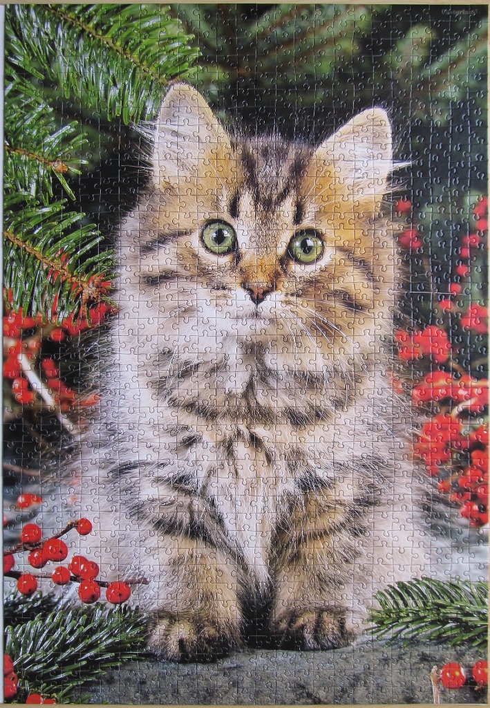 A fluffy tabby kitten sitting amidst evergreen branches and bright red winter berries.