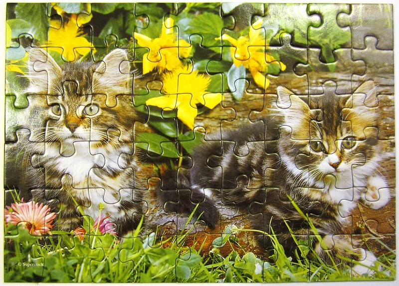 Two fluffy tabby kittens sitting together outdoors in a garden with yellow flowers and green grass.